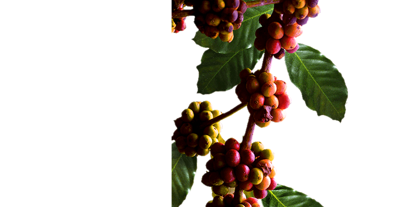 Plody kávovníku